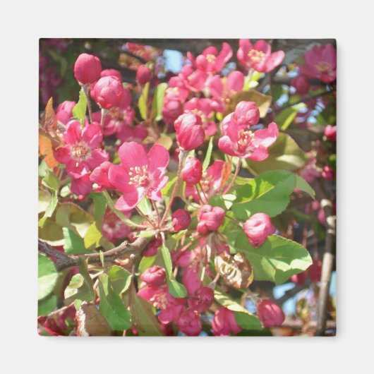 Blume Crab1 Magnet (Vorne)