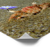 Blume Crab Ocean Poster (Ecke)