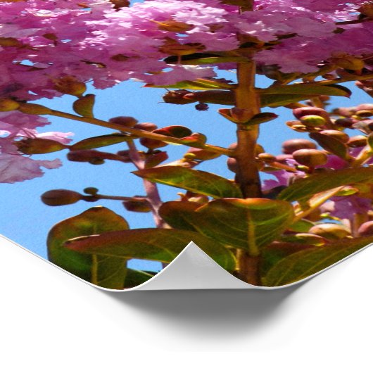Blume Crepe myrtle Poster (Ecke)
