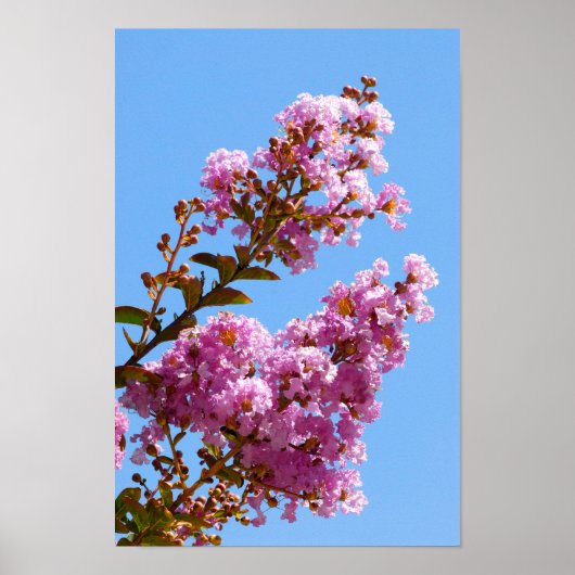 Blume Crepe myrtle Poster (Vorne)