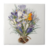 Blume Crocus Spring Botanische Blumenpracht Fliese (Vorderseite)