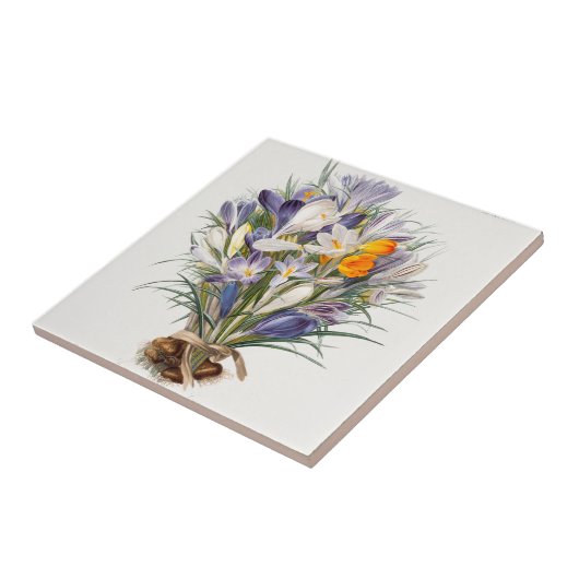Blume Crocus Spring Botanische Blumenpracht Fliese (Seite)