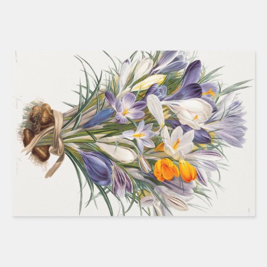 Blume Crocus Spring Botanische Blumenpracht Geschenkpapier Set (Vorderseite)