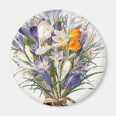Blume Crocus Spring Botanische Blumenpracht Magnet (Vorne)