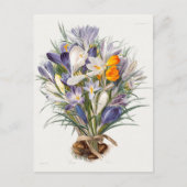 Blume Crocus Spring Botanische Blumenpracht Postkarte (Vorderseite)