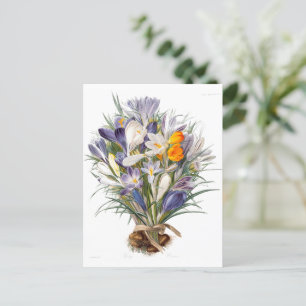 Blume Crocus Spring Botanische Blumenpracht Postkarte