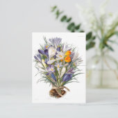 Blume Crocus Spring Botanische Blumenpracht Postkarte (Stehend Vorderseite)