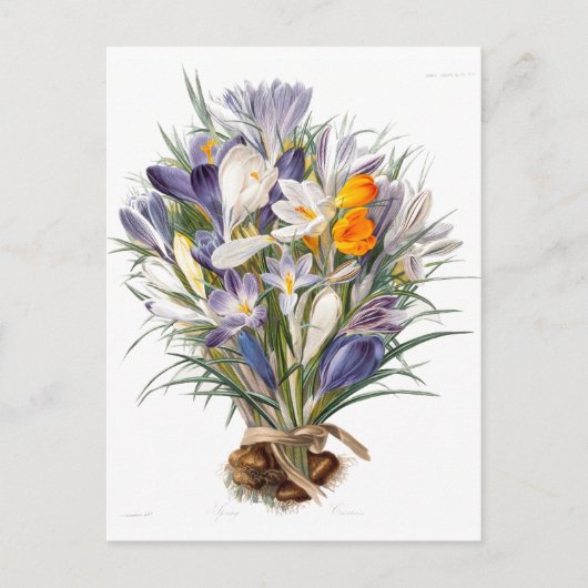 Blume Crocus Spring Botanische Blumenpracht Postkarte (Vorderseite)