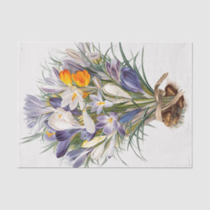 Blume Crocus Spring Botanische Blumenpracht Seidenpapier