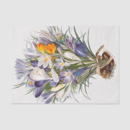 Blume Crocus Spring Botanische Blumenpracht Seidenpapier (Vorderseite)