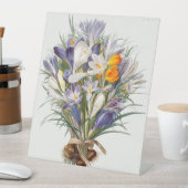 Blume Crocus Spring Botanische Blumenpracht Sockelschild (In Situ)