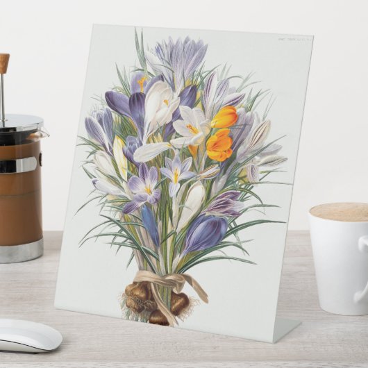 Blume Crocus Spring Botanische Blumenpracht Sockelschild (In Situ)