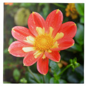 Blume Dahlia Fliese (Vorderseite)