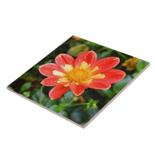 Blume Dahlia Fliese (Seite)