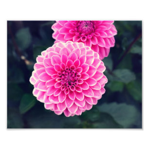 Blume Dahlia "Pink Sylvia" Fotodruck