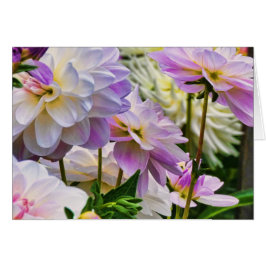 Blume Dahlia Sommergarten