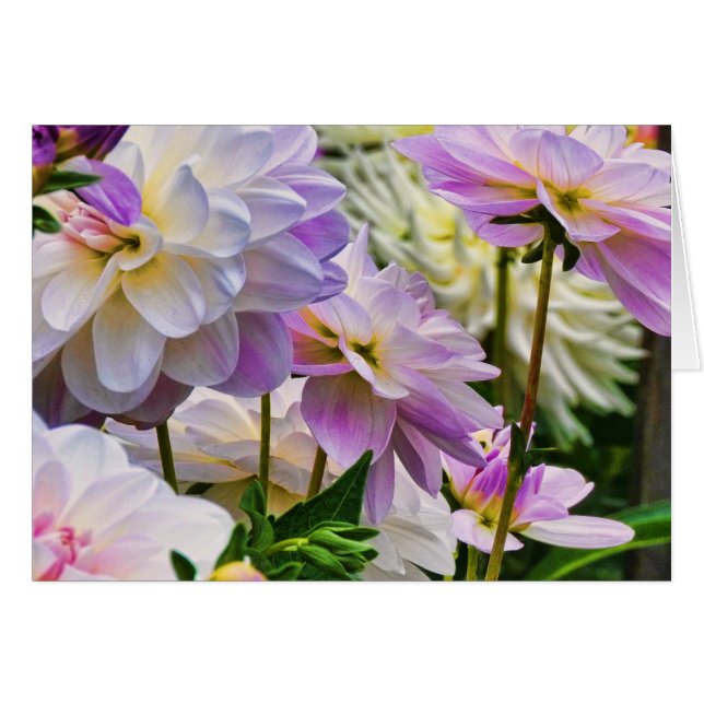 Blume Dahlia Sommergarten (Vorderseite (Horizontal))