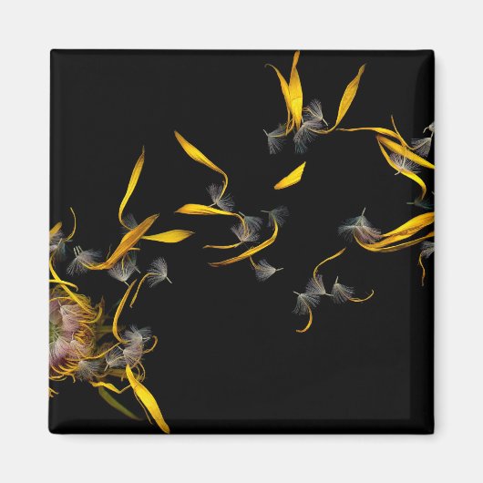 Blume - Daisy - Windstoß Magnet (Vorne)