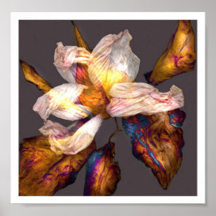 Blume Dance Poster