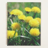 Blume Dandelion Gelb grün Planer (Vorderseite)