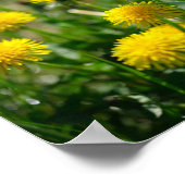 Blume Dandelion Gelb grün Poster (Ecke)