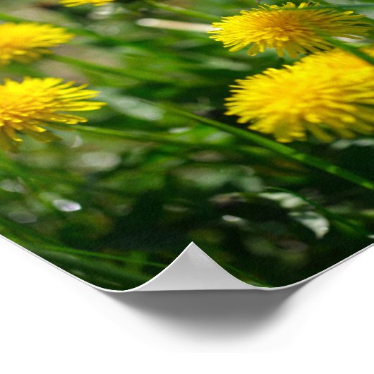 Blume Dandelion Gelb grün Poster (Ecke)
