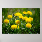 Blume Dandelion Gelb grün Poster (Vorne)