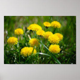 Blume Dandelion Gelb grün Poster