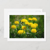Blume Dandelion Gelb grün Postkarte (Vorne/Hinten)