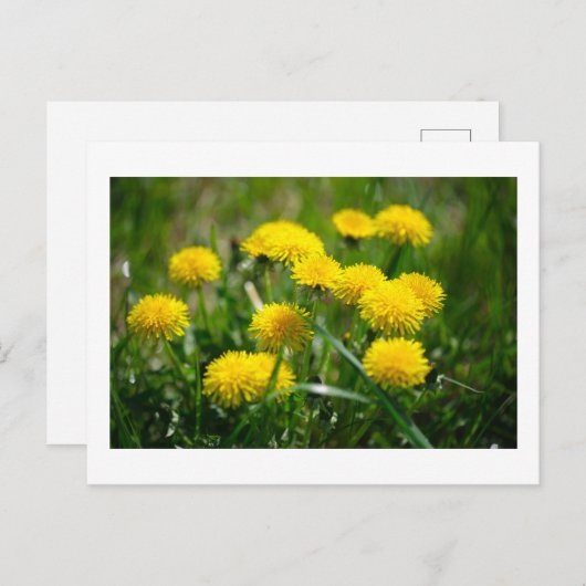 Blume Dandelion Gelb grün Postkarte (Vorne/Hinten)