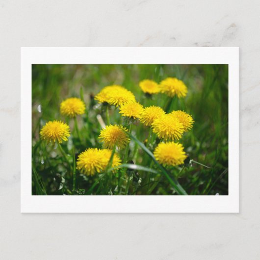 Blume Dandelion Gelb grün Postkarte (Vorderseite)