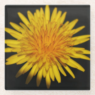 Blume Dandelion Glasuntersetzer
