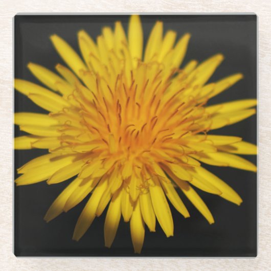 Blume Dandelion Glasuntersetzer (Vorderseite)