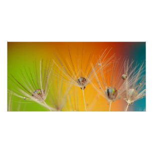 Blume Dandelion Polterabend Liebe Frieden Poster