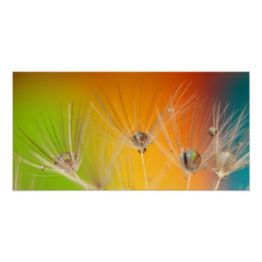 Blume Dandelion Polterabend Liebe Frieden Poster (Vorderseite)