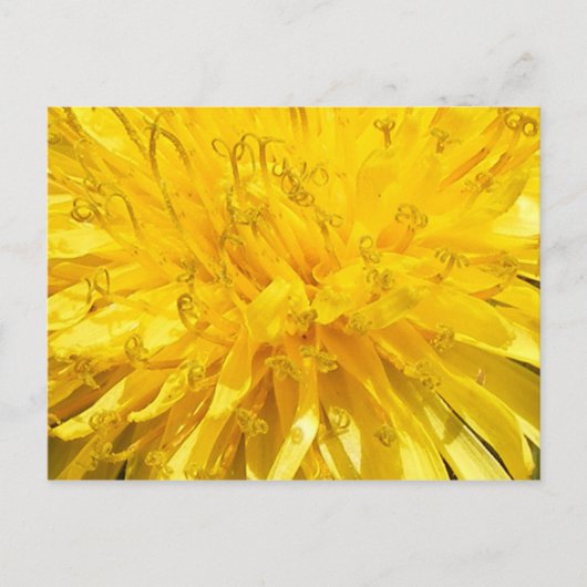 Blume Dandelion Postkarte (Vorderseite)