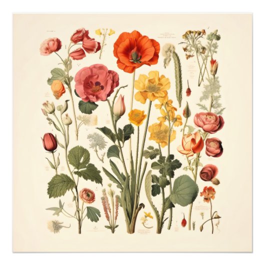 Blume der alten Schule Fotodruck (Vorne)