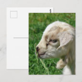 Blume der Babyziege Postkarte (Vorne/Hinten)