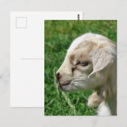 Blume der Babyziege Postkarte (Vorne/Hinten)