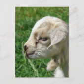 Blume der Babyziege Postkarte (Vorderseite)