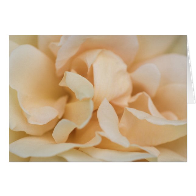 Blume der beigefarbenen Rose (Vorderseite (Horizontal))