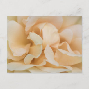 Blume der beigefarbenen Rose Postkarte