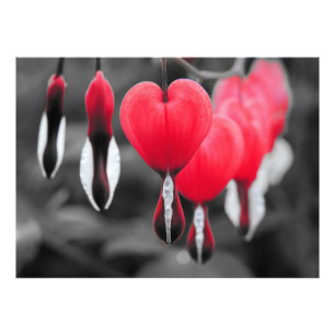 Blume der Blutungen im Herzen: Roter Farbschlag Fotodruck