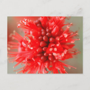 Blume der Boerbohne von Zwerg, Sabi Sands Postkarte