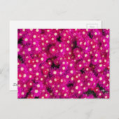 Blume der EisPflanze Postkarte (Vorne/Hinten)