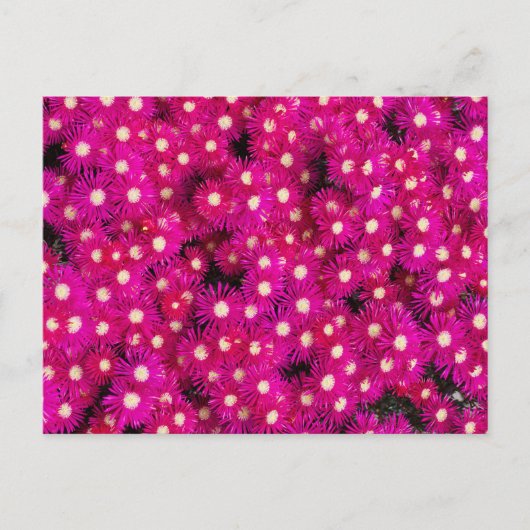 Blume der EisPflanze Postkarte (Vorderseite)