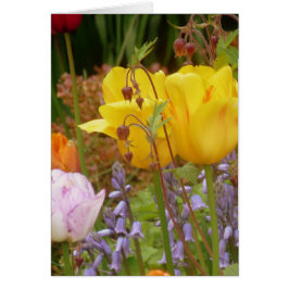 Blume der Empfindlichkeit