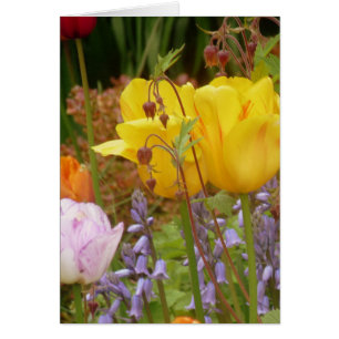 Blume der Empfindlichkeit