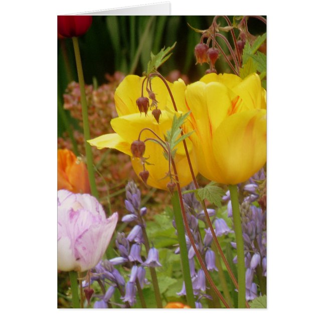 Blume der Empfindlichkeit (Vorne)