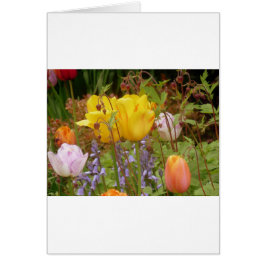 Blume der Empfindlichkeit